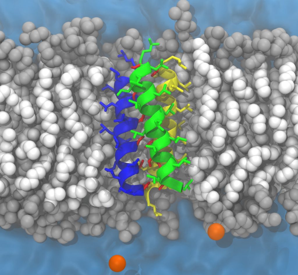 Simulation moléculaire d'une protéine transmembranaire insérée dans une bicouche lipidique